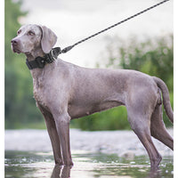 The City Dweller — Dog Collar