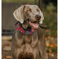 The City Dweller — Dog Collar