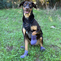 Bottines Renforcées™ pour chien – Antidérapantes hiver | JOLICHIEN®