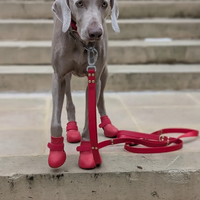 Reinforced™ Dog Boots – Non-slip Winter | JOLICHIEN™