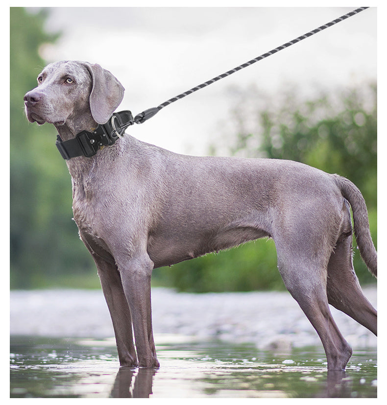 Le Citadin™ — Collier pour chien