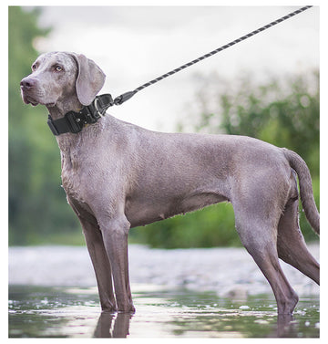 The City Dweller — Dog Collar