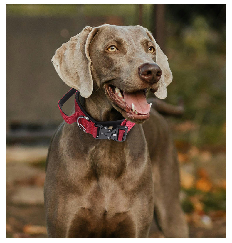 Le Citadin™ — Collier pour chien