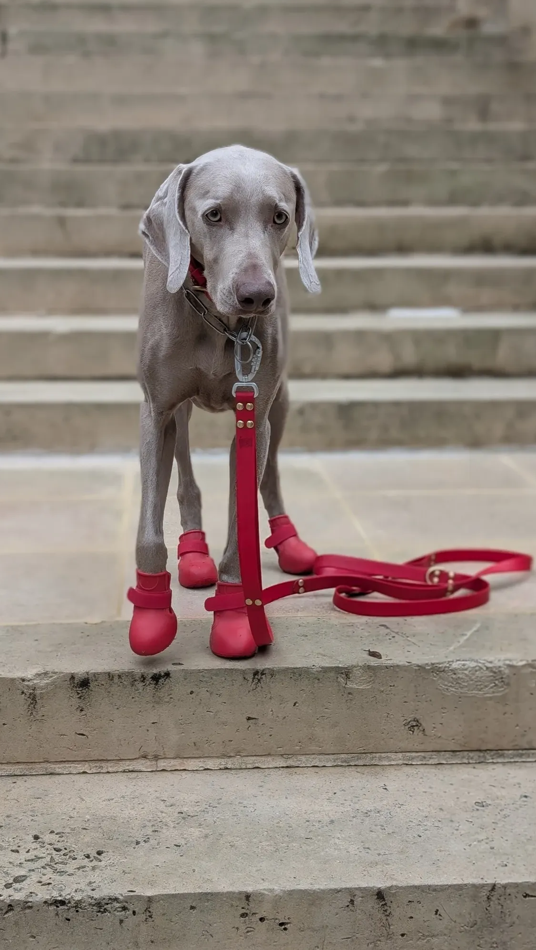 Bottines Renforcées™ pour chien — Antidérapantes hiver | JOLICHIEN®